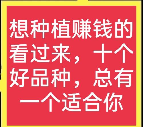 农村致富种植好项目有哪些（分享十个高收益种植项目）-1